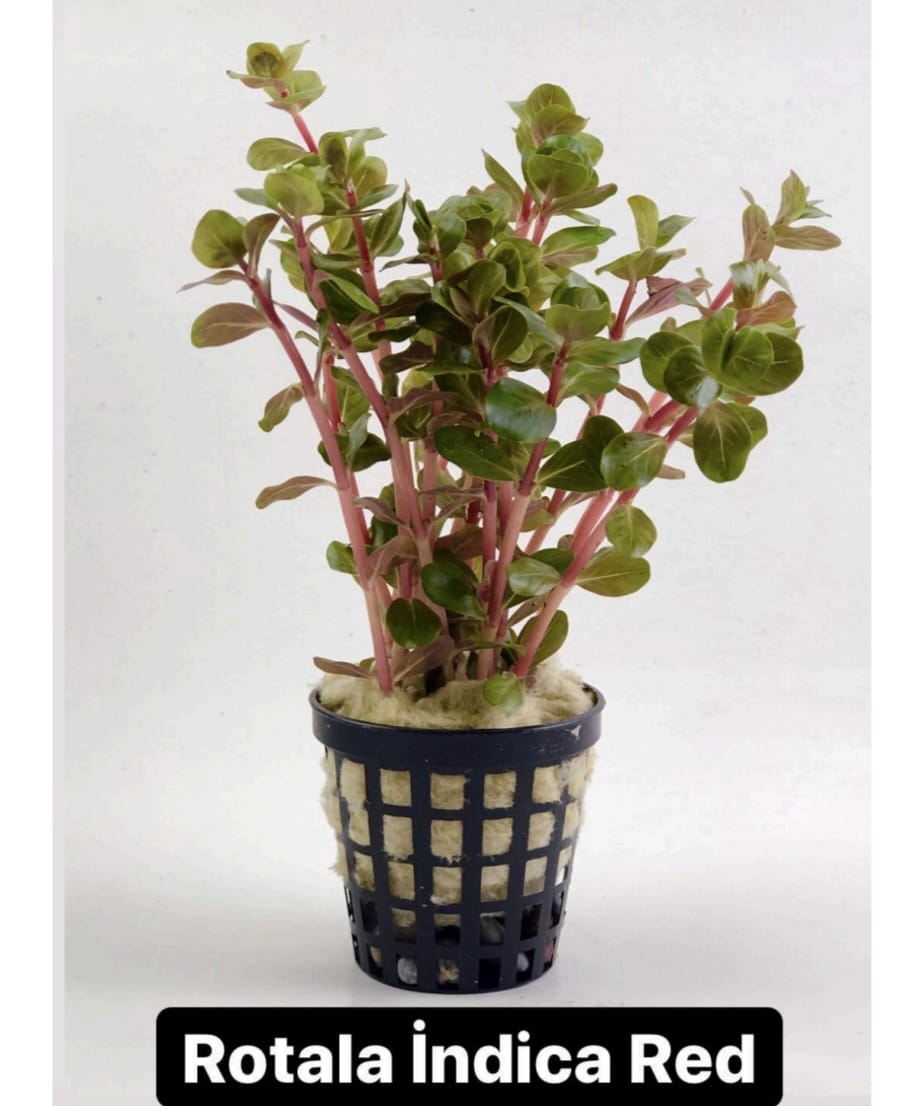 WhatsApp Image 2024-12-08 at 14.34.16