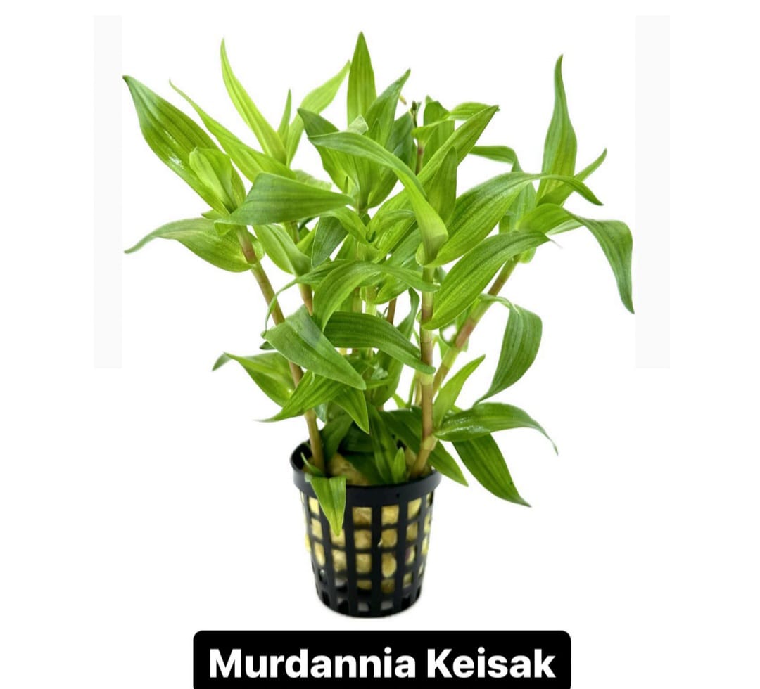 WhatsApp Image 2024-12-08 at 14.34.30 (1)