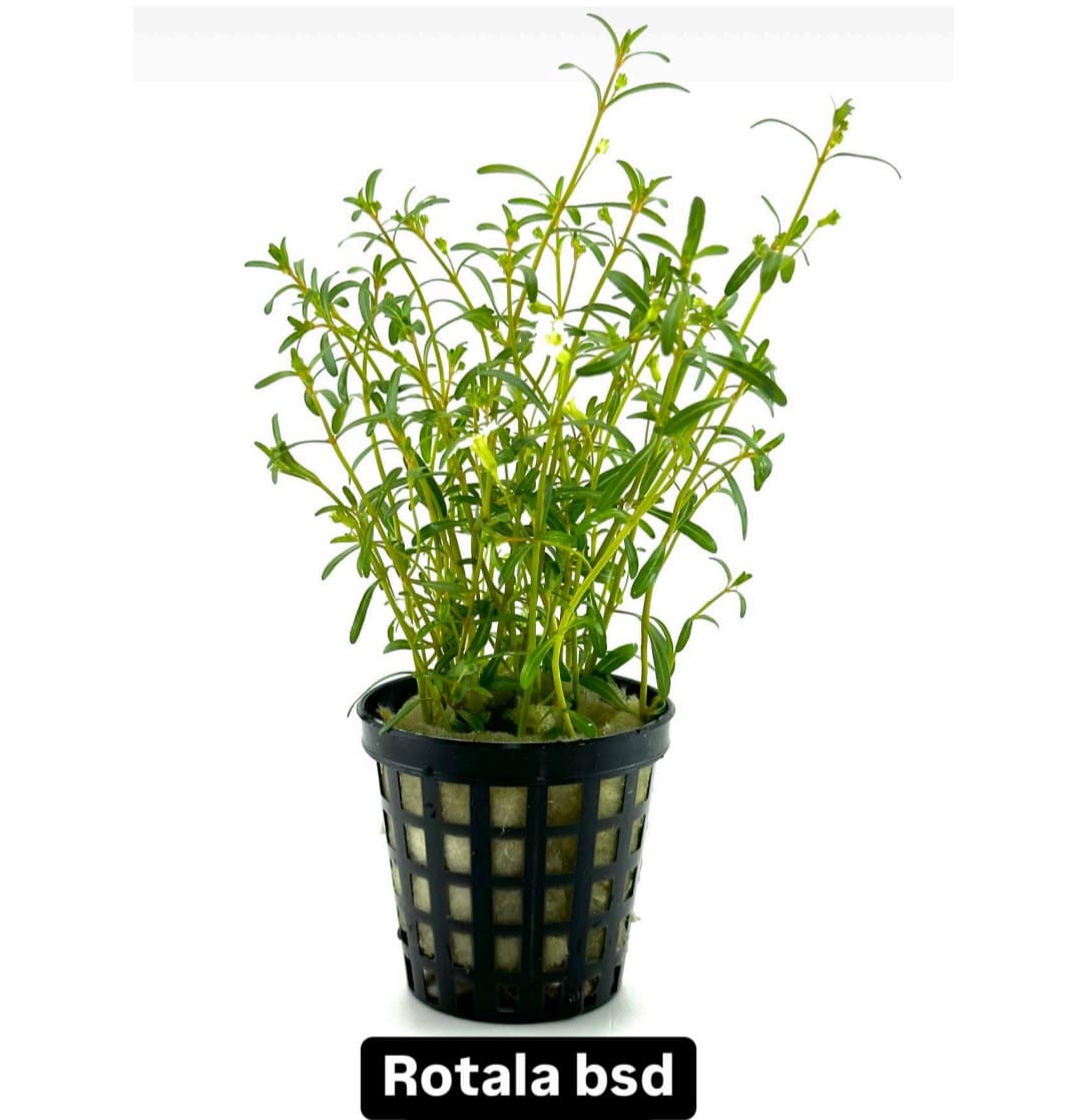 WhatsApp Image 2024-12-08 at 14.34.34 (1)