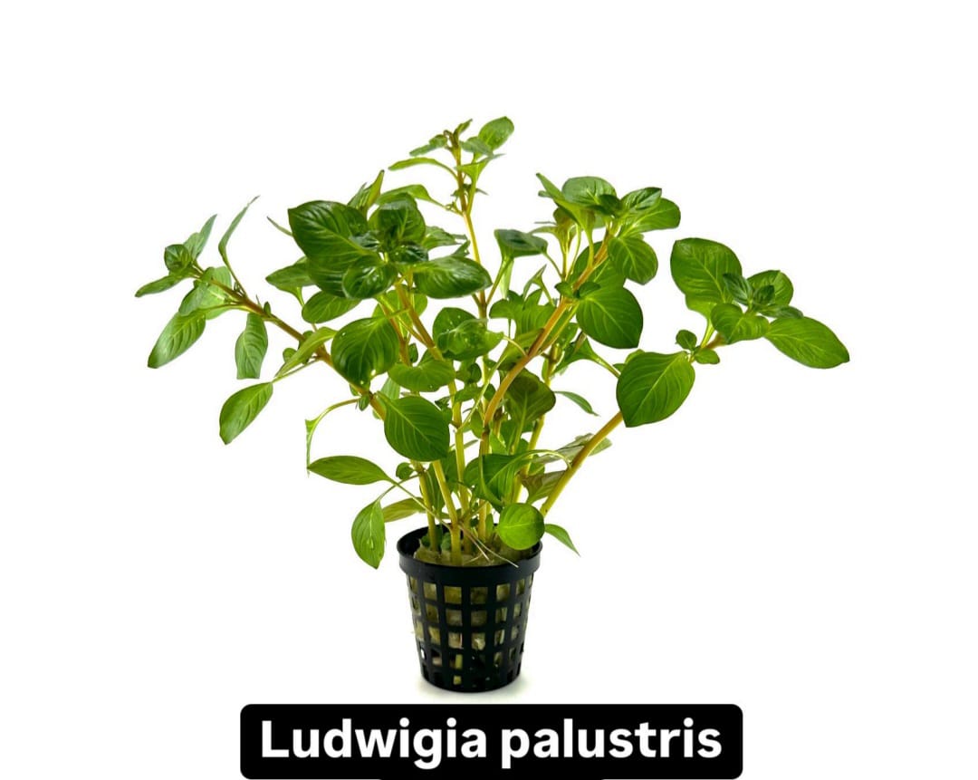 WhatsApp Image 2024-12-08 at 14.34.34 (2)